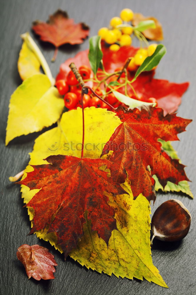 Similar – Image, Stock Photo #AS# Autumn table Art