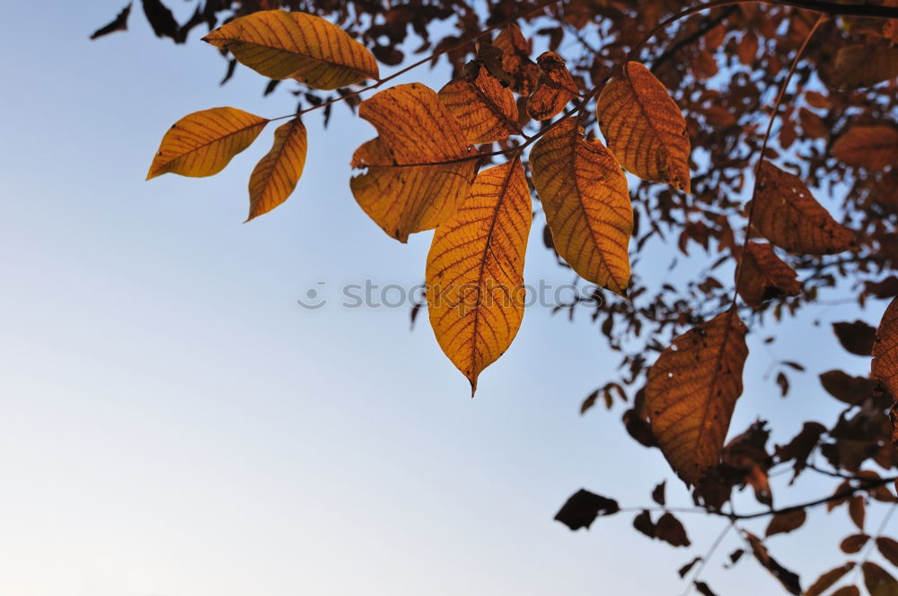 Similar – Herbstfoto Natur Himmel