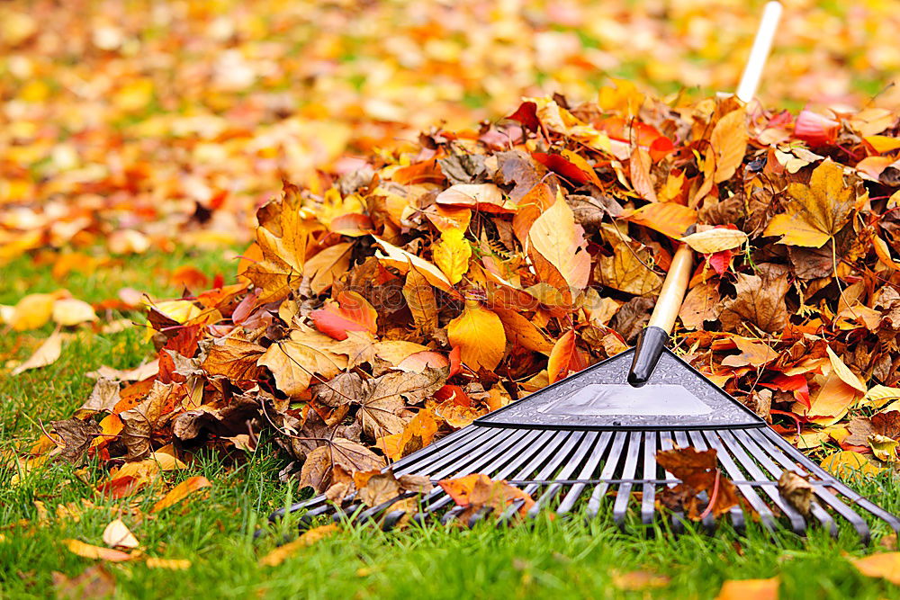 Similar – Image, Stock Photo Wheelbarrow with leaves in autumn