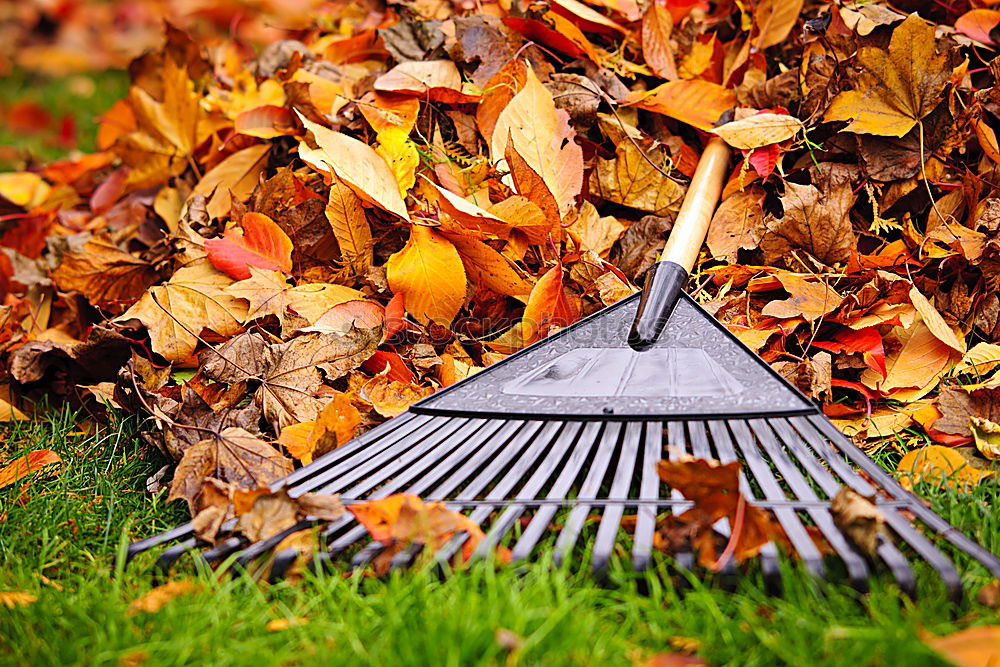 Similar – Image, Stock Photo Wheelbarrow with leaves in autumn