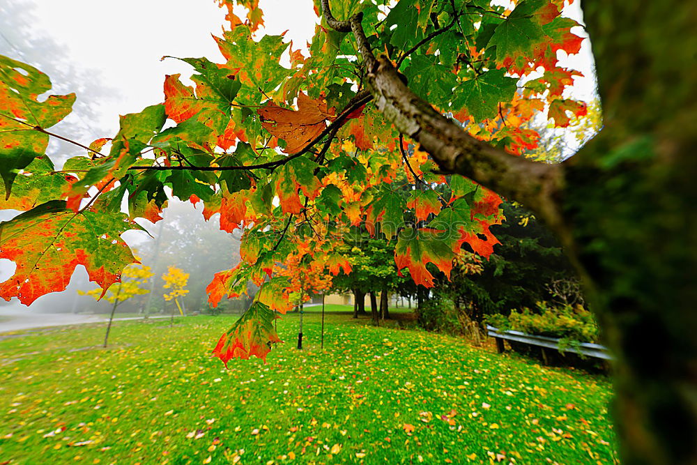 Similar – Foto Bild Herbstlicher Park Natur