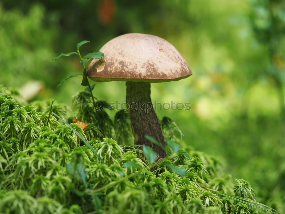 Similar – Foto Bild fungi Natur Pflanze Herbst