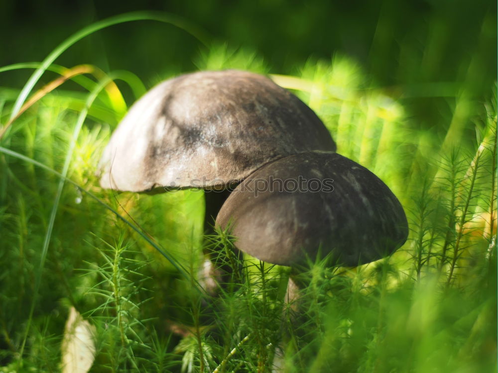 Similar – Foto Bild fungi Natur Pflanze Herbst