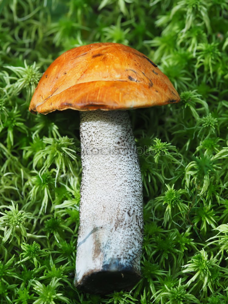 Similar – Another mushroom