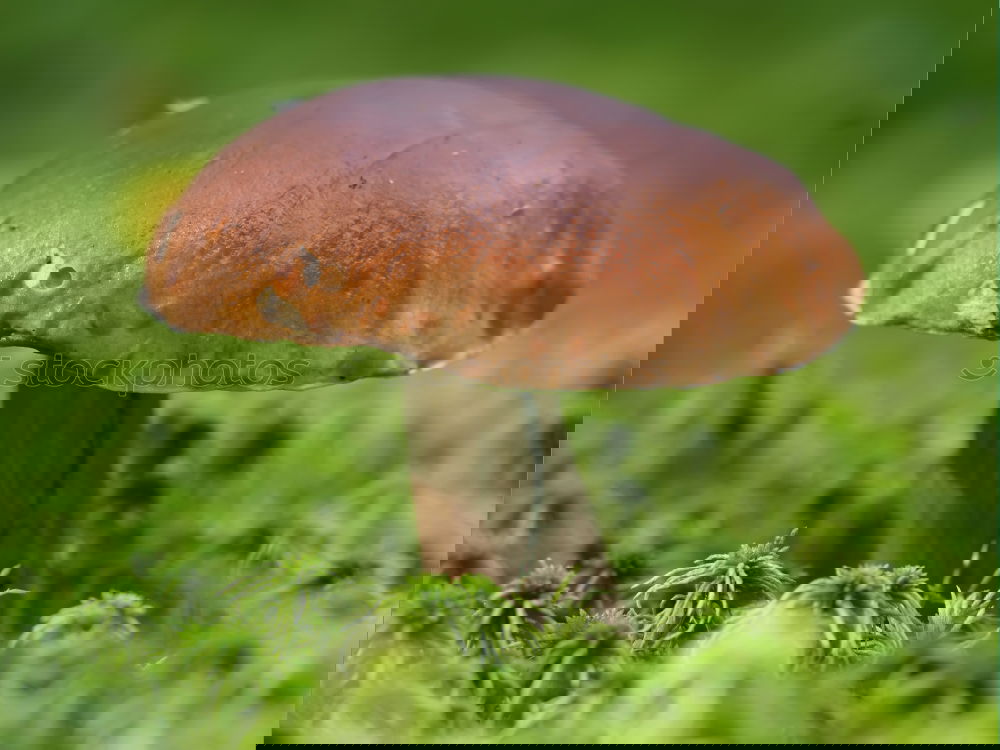 Similar – Image, Stock Photo a little bird of happiness in a grassy meadow