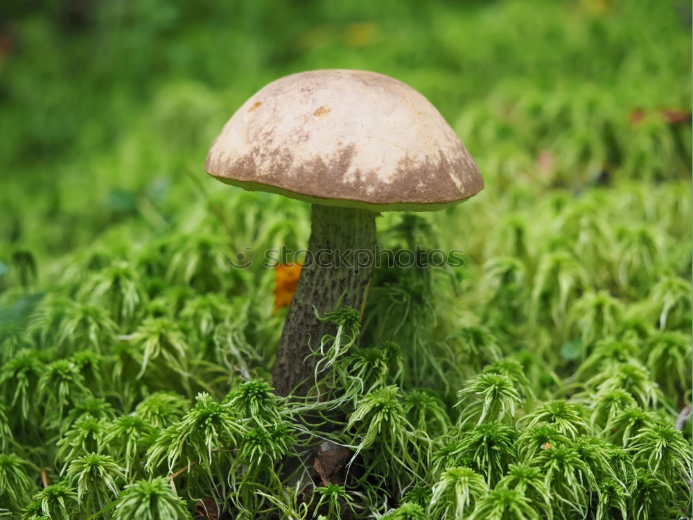 Similar – Foto Bild fungi Natur Pflanze Herbst