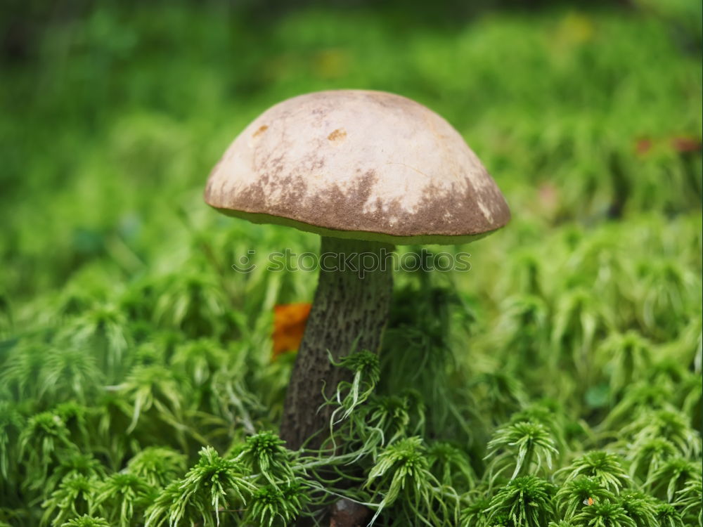 Similar – mushroom Environment