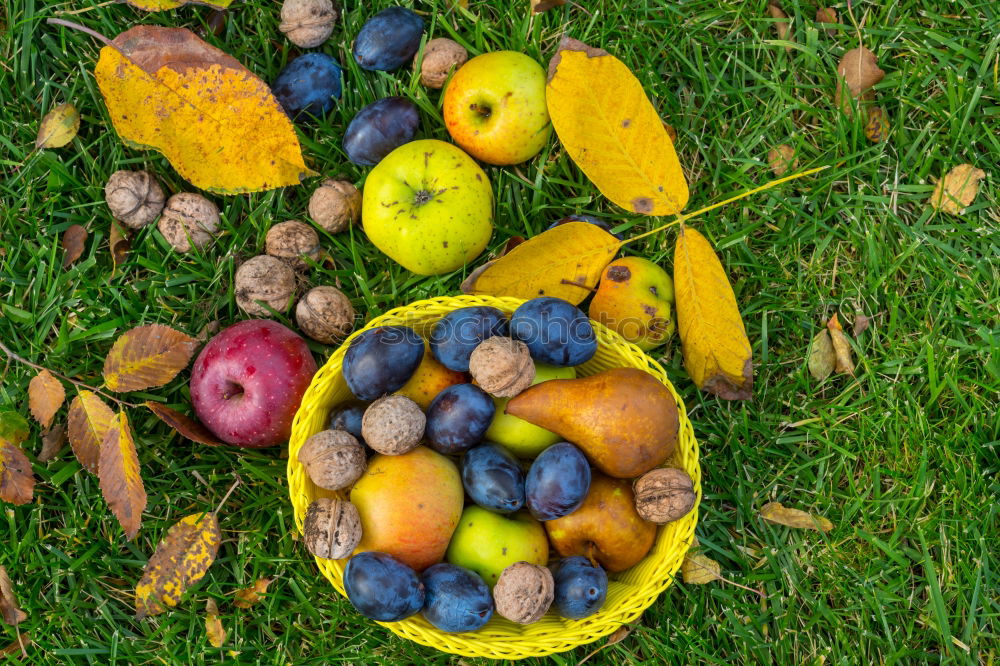 Similar – Image, Stock Photo Figs in yellow bowl Fruit