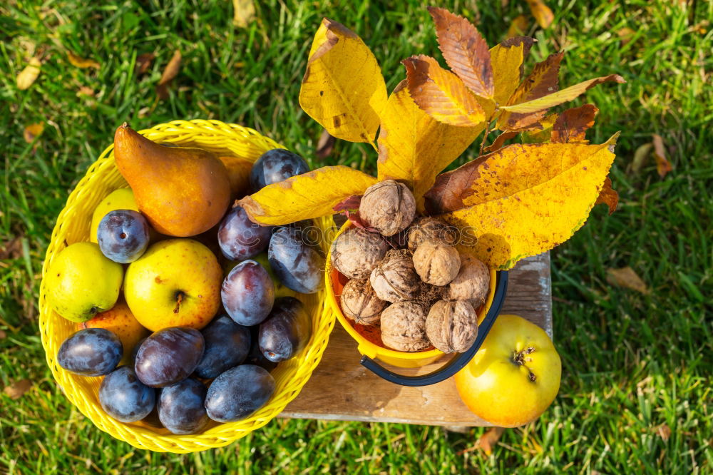 Similar – Image, Stock Photo Fruit basket in the meadow