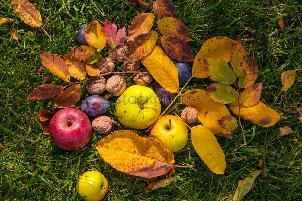 Similar – Image, Stock Photo late harvest Leaf Autumn