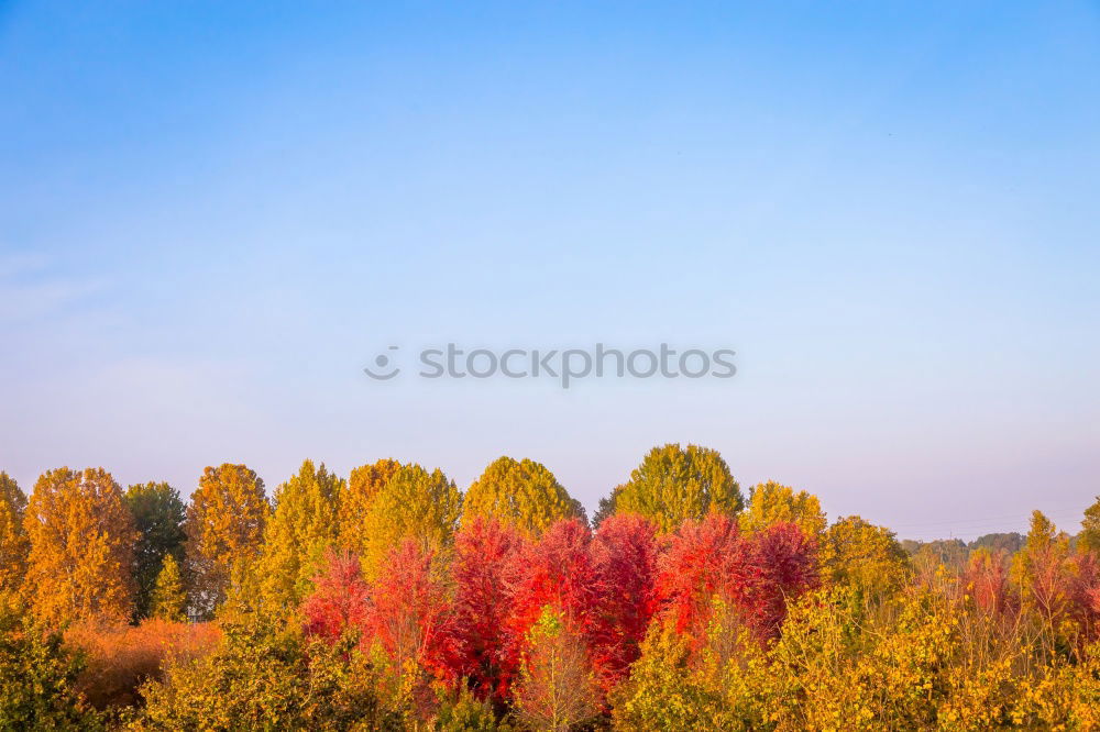 Similar – Golden Autumn Environment