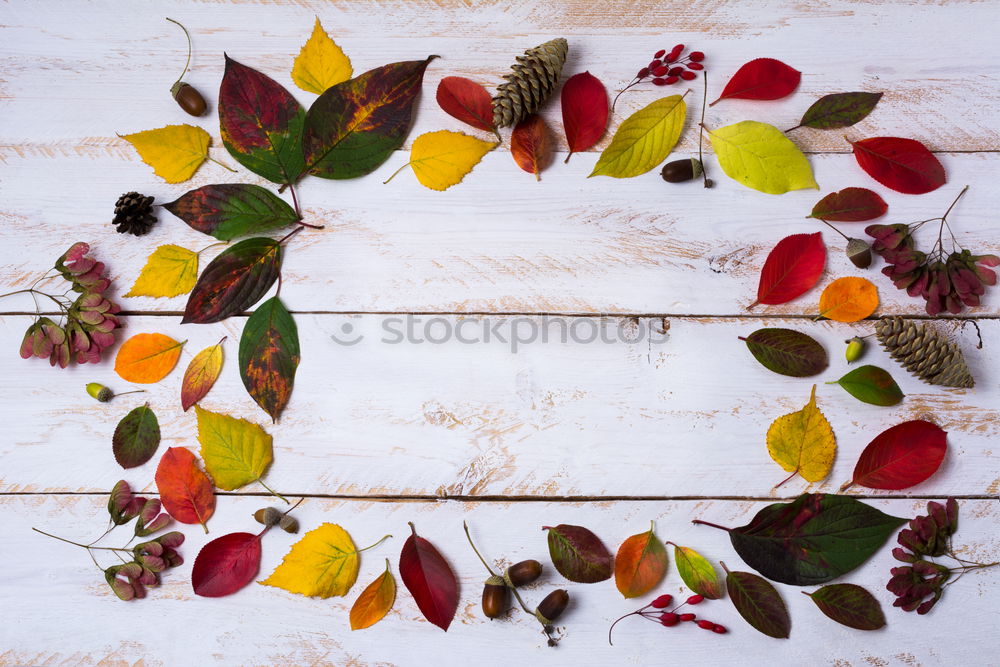 Similar – Image, Stock Photo Autumn in the garden