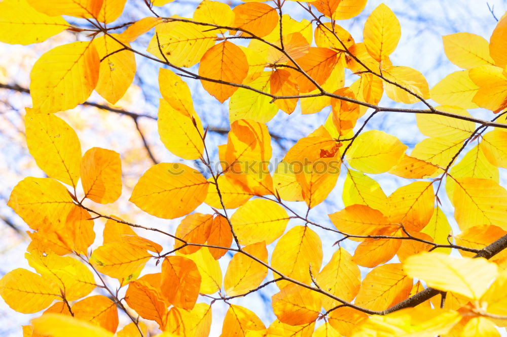 Similar – Foto Bild mit ver-laub Umwelt Natur