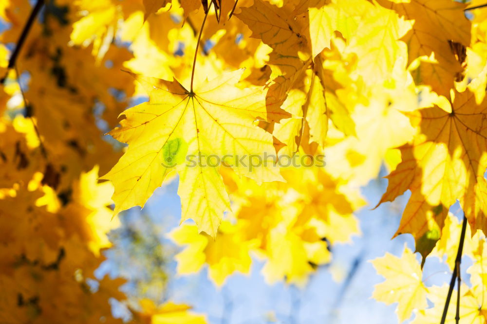 Similar – Golden Spring Colour photo