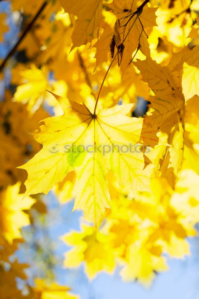 Similar – Golden Leaves. Environment