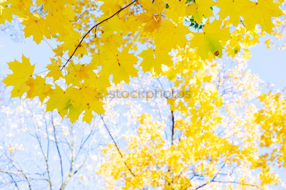 Similar – Herbstklang Baum Blatt