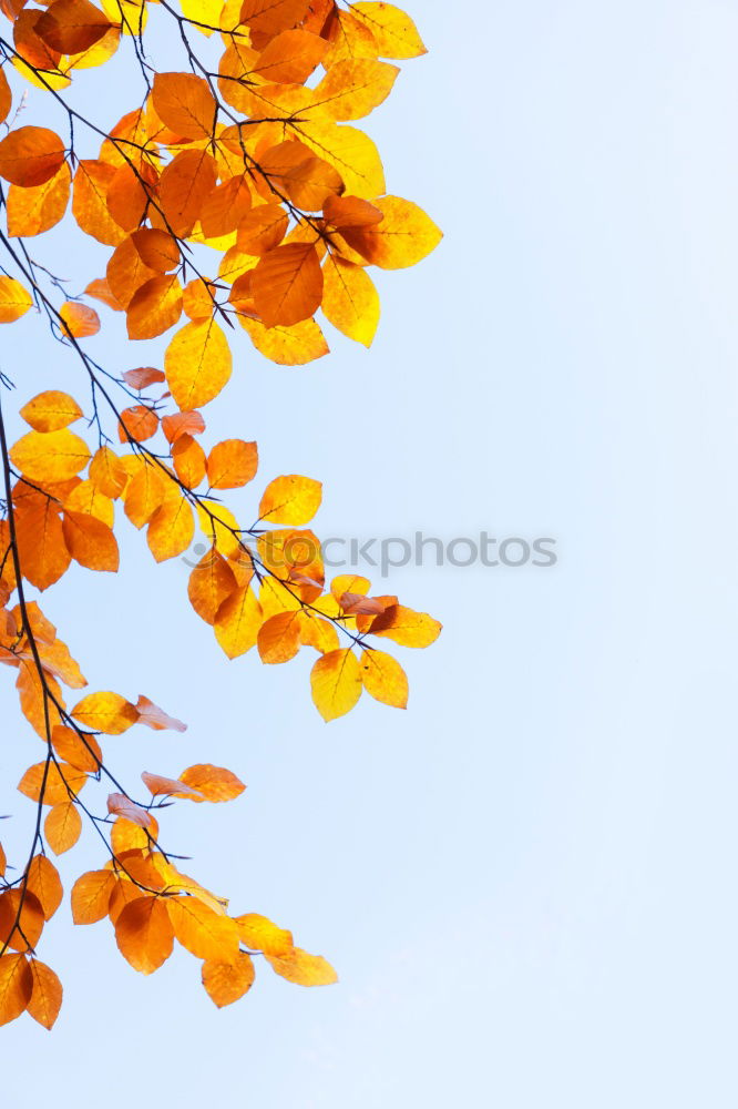 Similar – Herbstfoto Natur Himmel