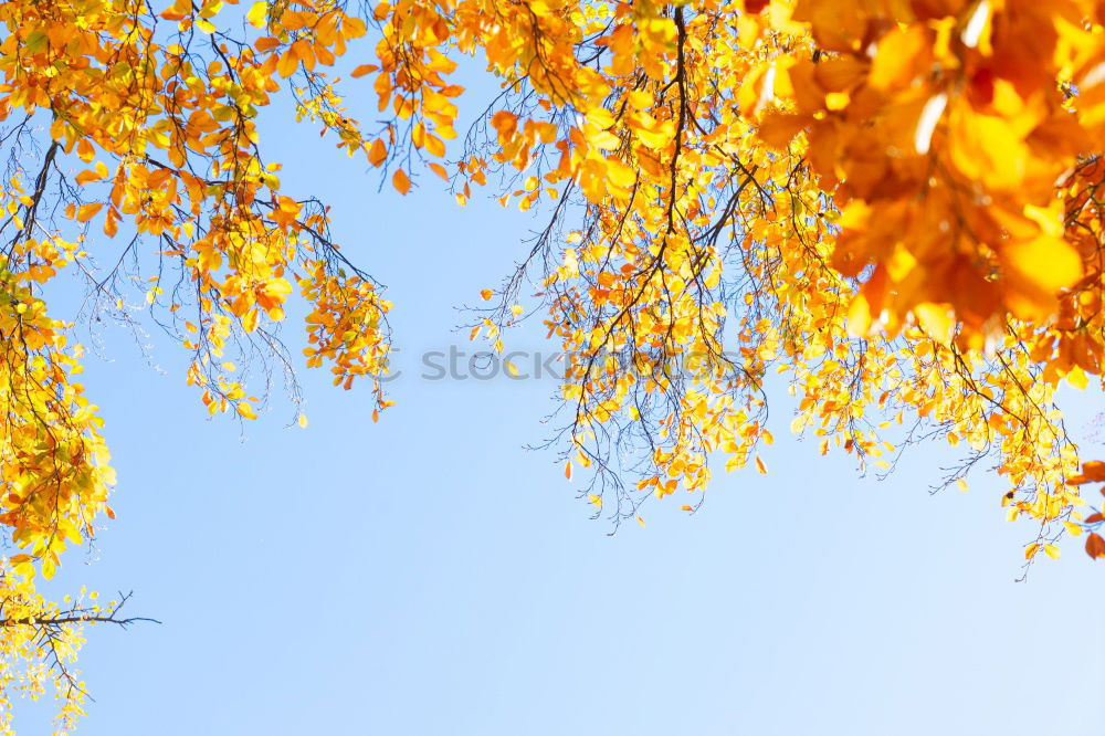 Similar – Image, Stock Photo Orange and blue