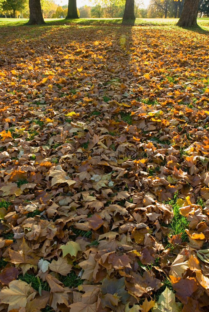 Similar – Dresden Autumn Leaf