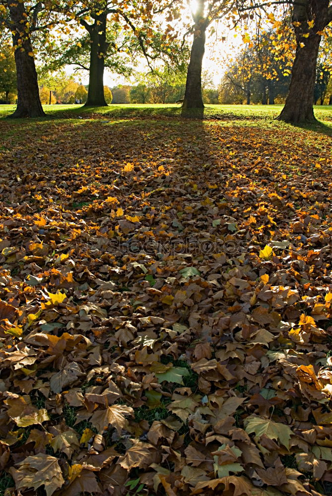 Similar – Dresden Autumn Leaf