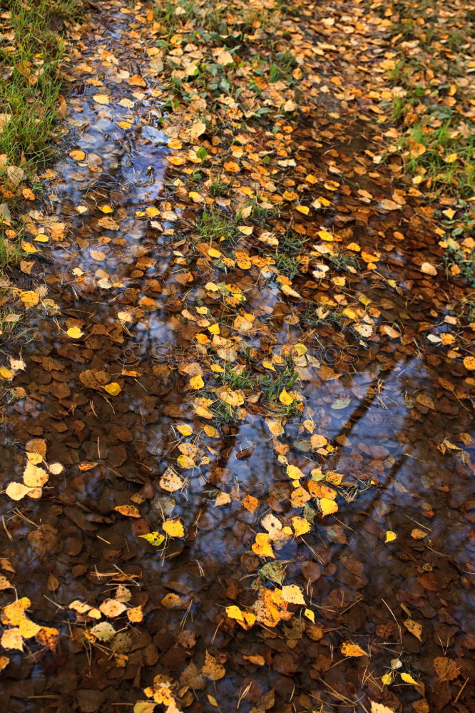 Similar – Ins Wasser gefallen Natur