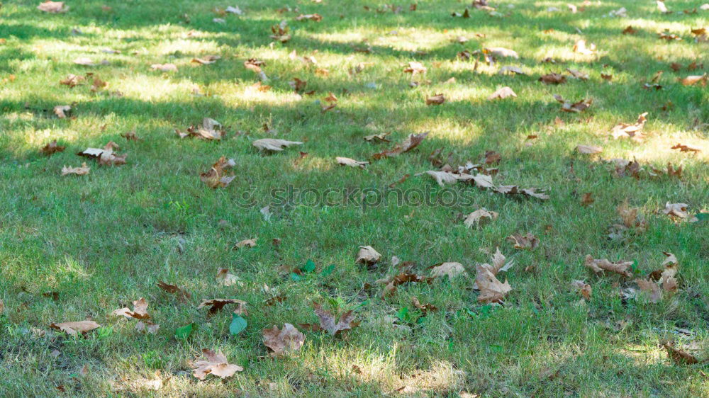 Image, Stock Photo Five before autumn Grass