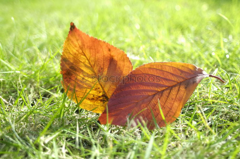 Similar – Foto Bild rot-grün… Herbst Blatt