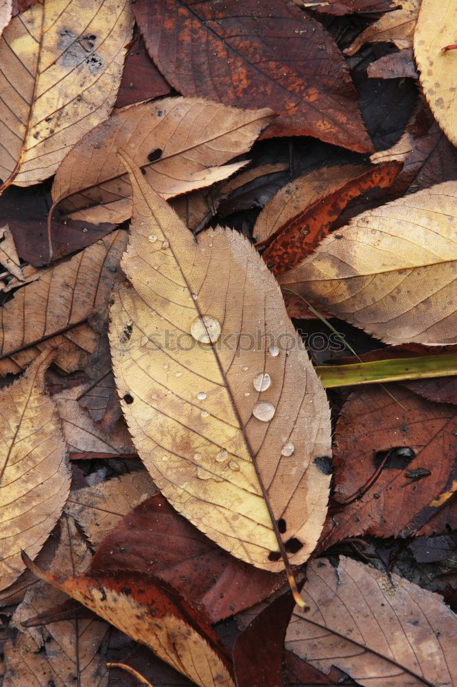 Similar – Image, Stock Photo falling slowly Botany