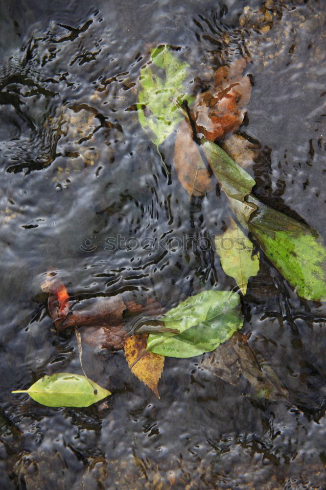 Similar – Image, Stock Photo Worst Autumn ever Leaf