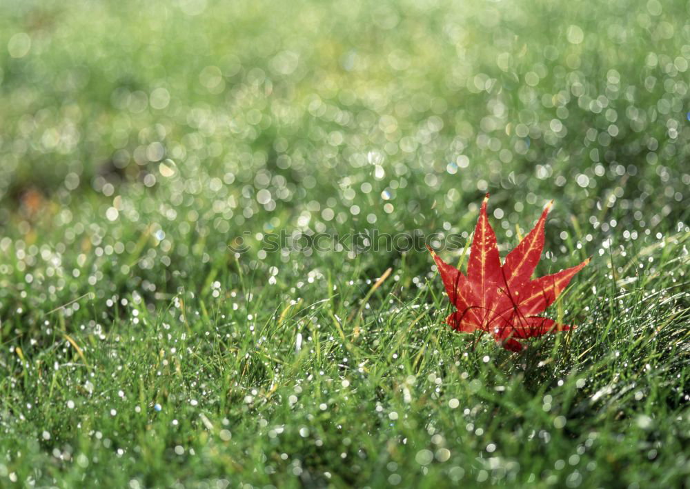 Similar – Image, Stock Photo fallen Environment Nature