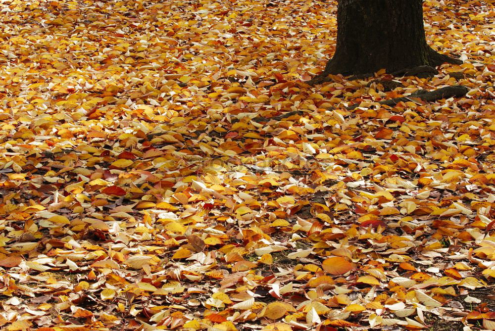 Similar – Image, Stock Photo Ginkgo autumn 1 Green Leaf
