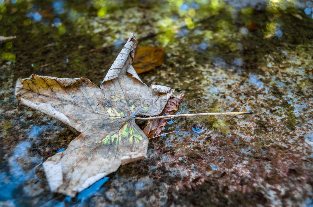 Similar – Image, Stock Photo Leaf in moss Environment