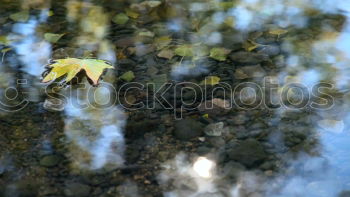 Similar – das Ende Wald Blatt Herbst