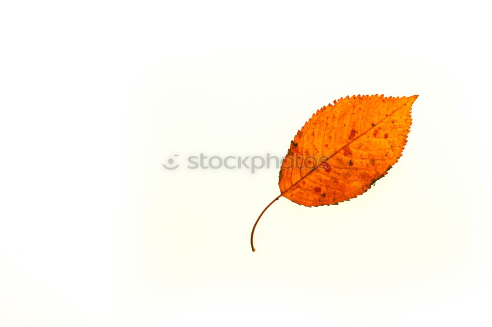 Similar – Image, Stock Photo colorful plant leaves Leaf