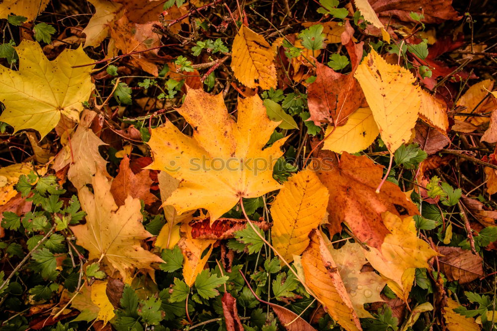 Similar – discoloured lime leaf