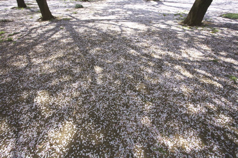 Similar – Foto Bild eigentlich ist jetzt biergartenzeit…