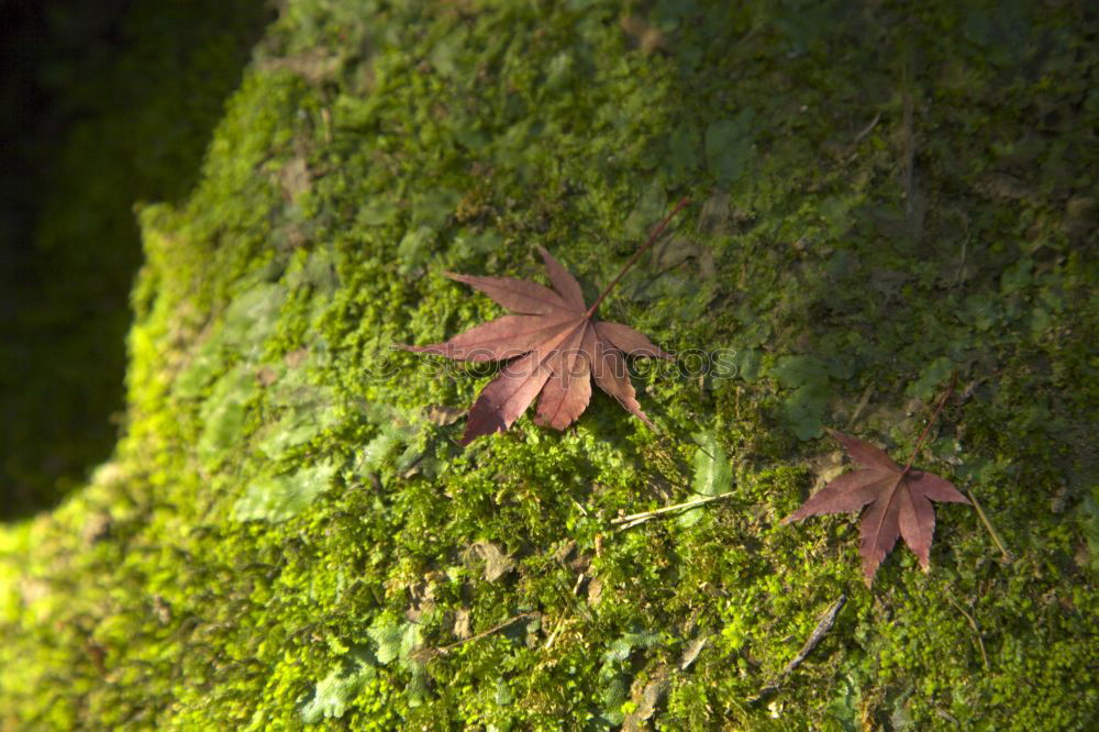 Similar – Hide-and-seek ;-) Nature