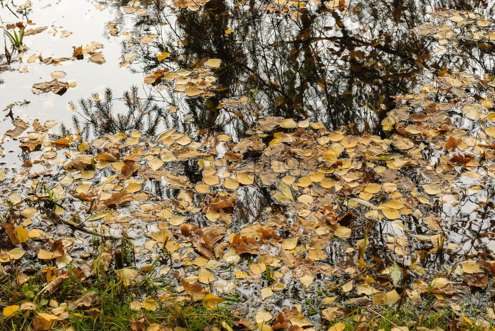 Similar – Foto Bild Auf dem Grund Wasser Natur