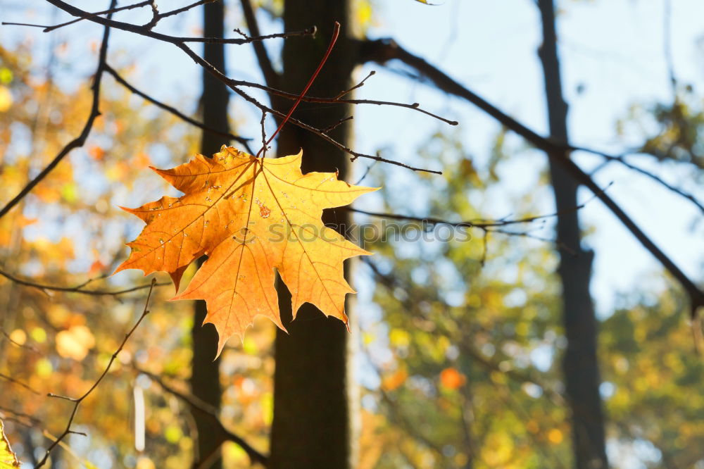 Similar – Image, Stock Photo Sycamore leaf; autumn; trunk;