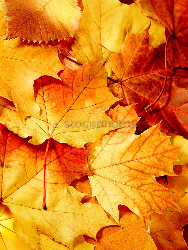 Similar – Golden Autumn Leaf