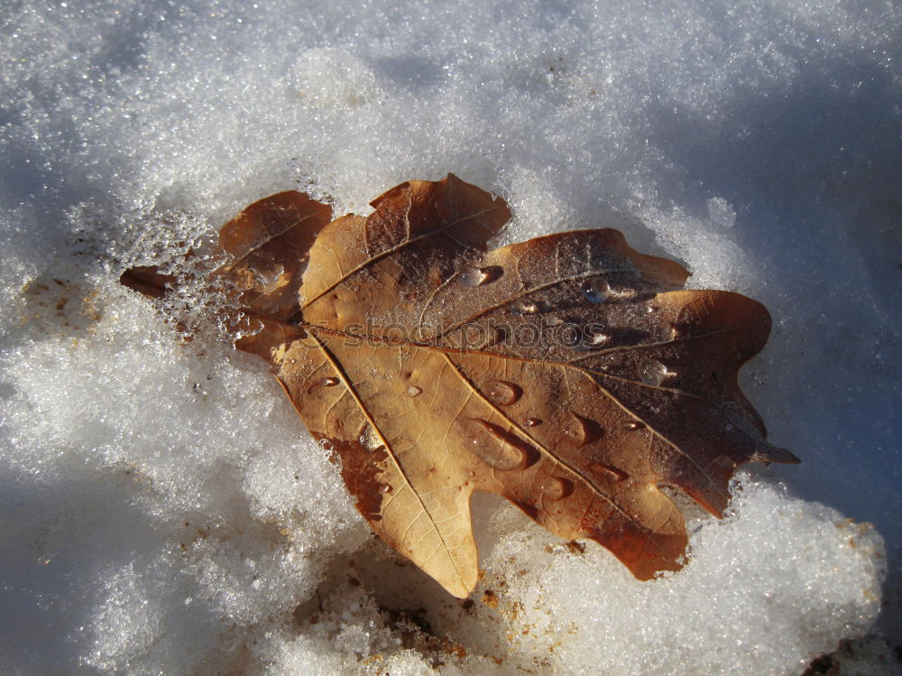 Similar – First frost Nature Autumn