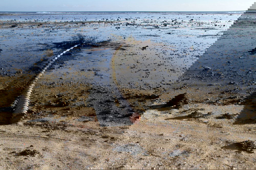 Similar – Image, Stock Photo Pile of dry seaweed at beach, Mallorca.