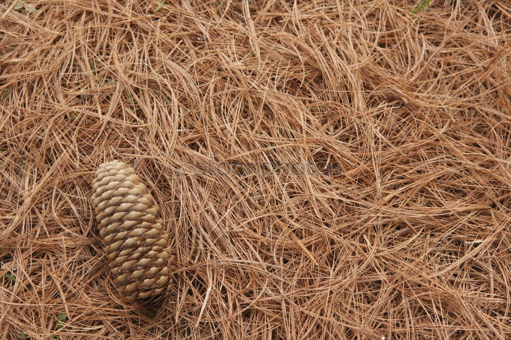 Similar – Image, Stock Photo Conifer cones sitting on dry pine leaves on the ground
