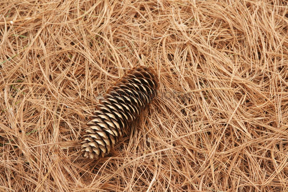 Similar – Image, Stock Photo feather Feather Wing Jay