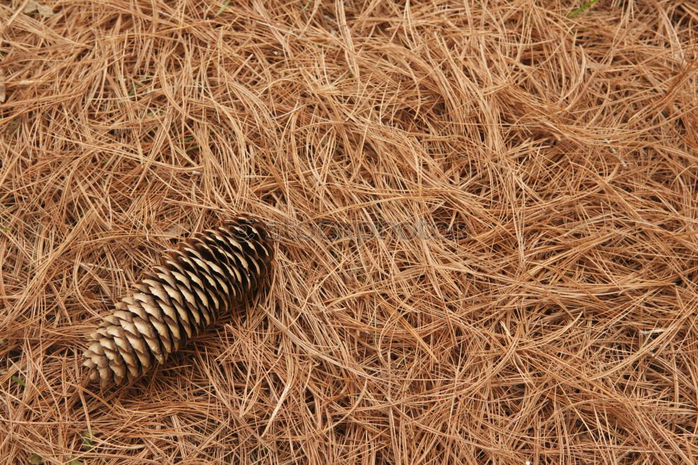 Similar – Image, Stock Photo dancing pins Woodground