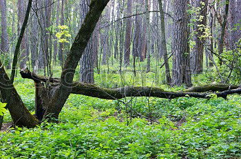 Similar – Zauberwald Wald Birke