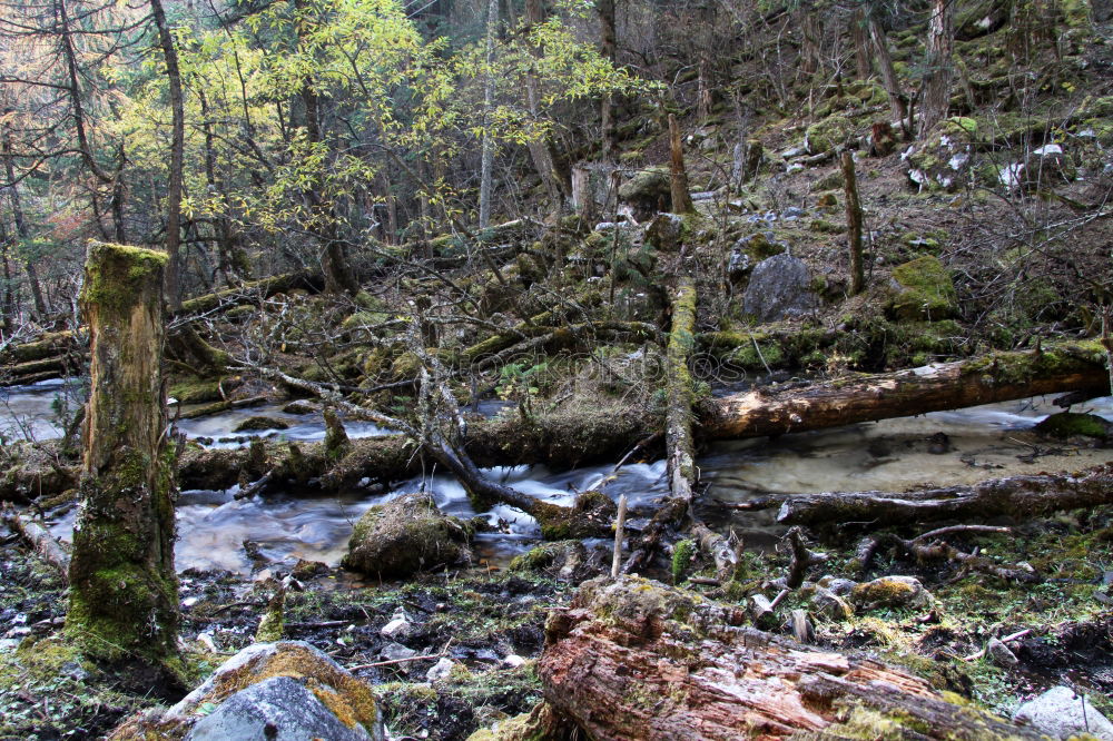 Similar – Image, Stock Photo forest cows Life