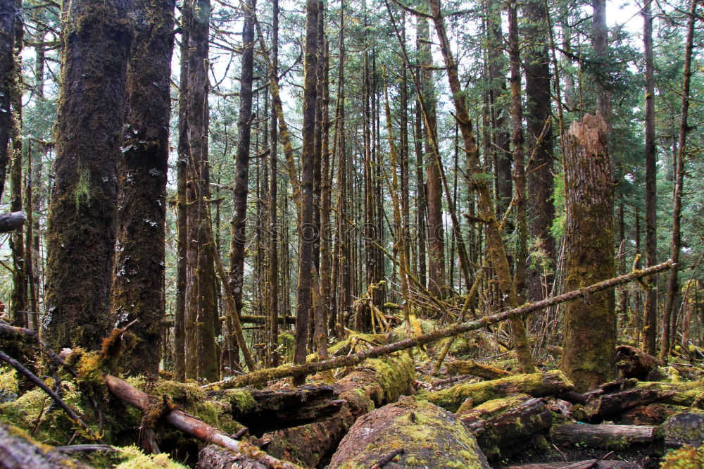 Similar – Foto Bild Valentinstag Wald Baum