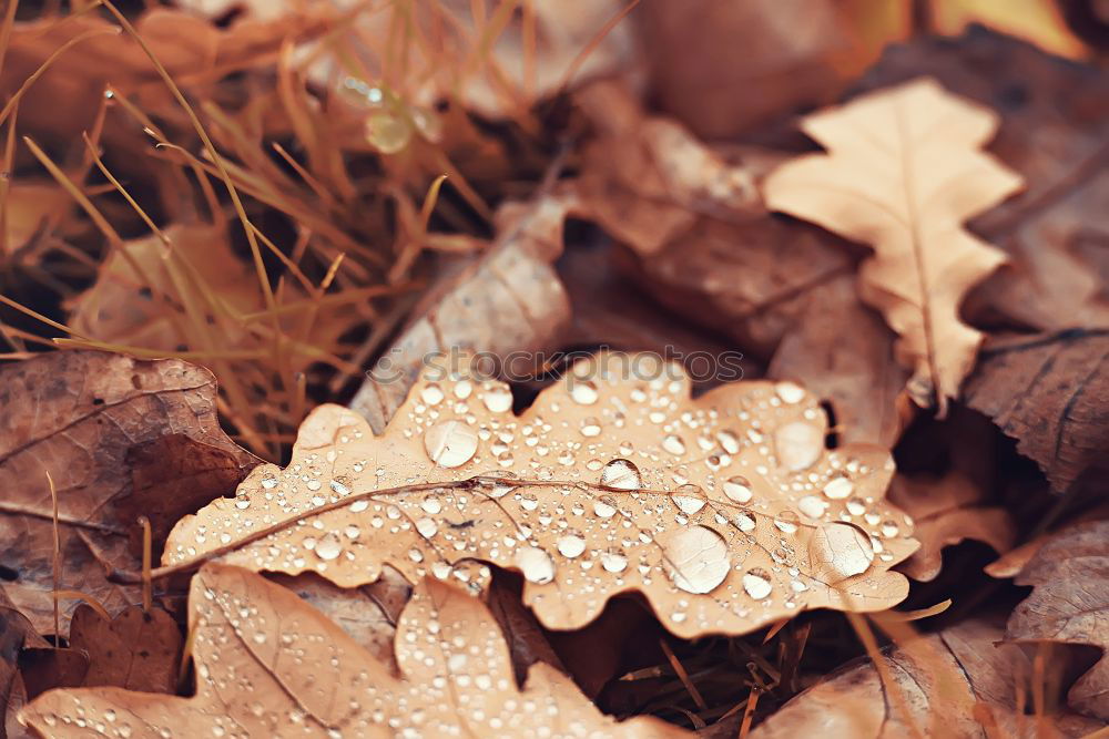 Similar – Image, Stock Photo Autumn colors. Fallen leaves of trees