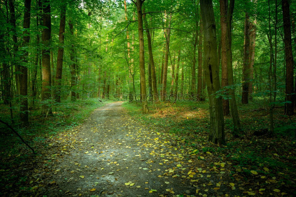 Foto Bild Allee Baum Wege & Pfade